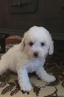 Teddy 2, a male Poodle - Toy  for sale in Moxahala, OH – 3 of 6
