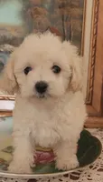 Pepper 1, a female Poodle - Toy  for sale in Moxahala, OH – 2 of 6