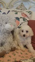 Teddy, a male Poodle - Toy  for sale in Moxahala, OH – 3 of 3