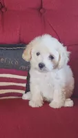 Pepper 1, a female Poodle - Toy  for sale in Moxahala, OH – 6 of 6