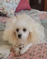 Teddy 2, a male Poodle - Toy  for sale in Moxahala, OH – 6 of 6