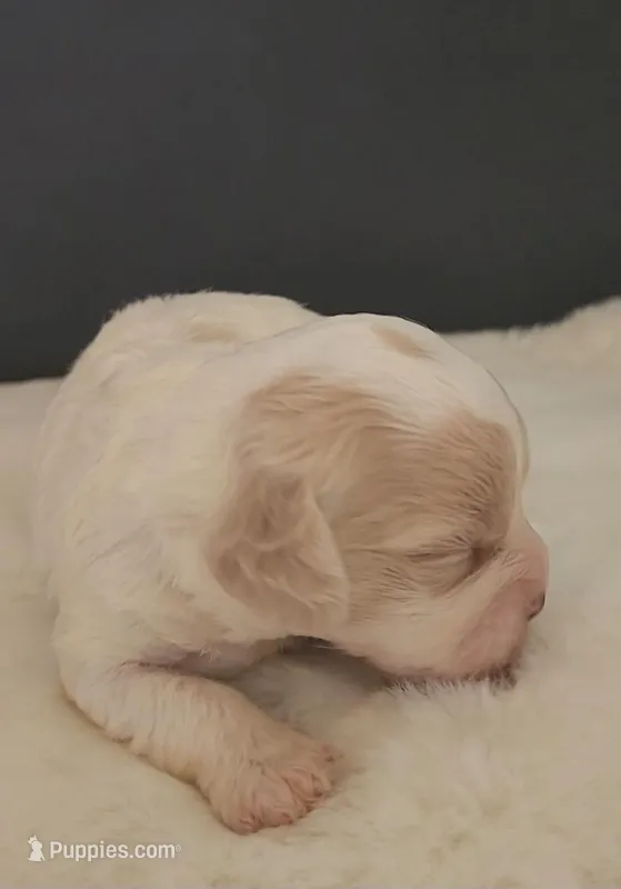 Cavapoo male 1 – Cavapoo puppy for sale in Moxahala, OH