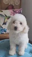 Teddy, a male Poodle - Toy  for sale in Moxahala, OH – 2 of 6