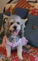 Rusty 1, a male Poodle - Toy  for sale in Moxahala, OH – 3 of 4