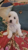 Teddy 2, a male Poodle - Toy  for sale in Moxahala, OH – 2 of 6