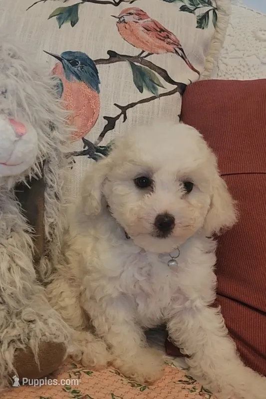 Teddy – Poodle - Toy  puppy for sale in Moxahala, OH