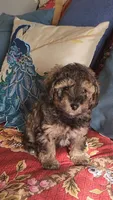 Pepper, a male Poodle - Toy  for sale in Moxahala, OH – 2 of 7