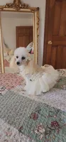 Teddy, a male Poodle - Toy  for sale in Moxahala, OH – 4 of 6