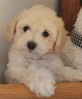 Pepper 1, a female Poodle - Toy  for sale in Moxahala, OH – 5 of 6