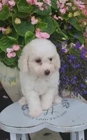 Teddy, a male Poodle - Toy  for sale in Moxahala, OH – 2 of 3