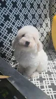 Teddy, a male Poodle - Toy  for sale in Moxahala, OH – 5 of 6