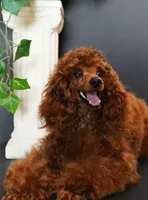 Pepper, a male Poodle - Toy  for sale in Moxahala, OH – 7 of 7