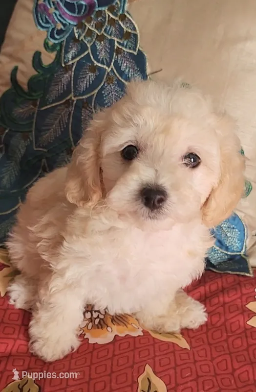 Pepper 1 – Poodle - Toy  puppy for sale in Moxahala, OH