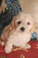 Pepper 1, a female Poodle - Toy  for sale in Moxahala, OH – 1 of 6