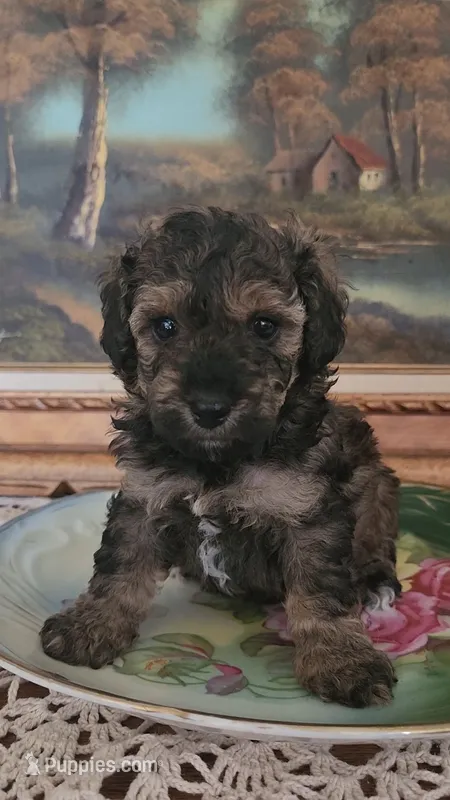 Rusty 1 – Poodle - Toy  puppy for sale in Moxahala, OH