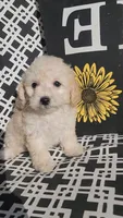 Pepper 1, a female Poodle - Toy  for sale in Moxahala, OH – 3 of 6