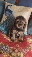 Pepper, a male Poodle - Toy  for sale in Moxahala, OH – 3 of 7