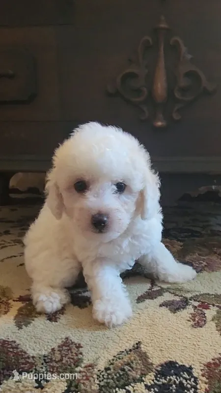 Teddy 2 – Poodle - Toy  puppy for sale in Moxahala, OH