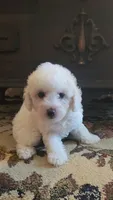 Teddy 2, a male Poodle - Toy  for sale in Moxahala, OH – 1 of 6