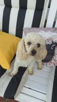 Teddy 2, a male Poodle - Toy  for sale in Moxahala, OH – 4 of 6