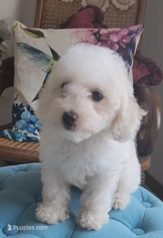 Teddy – Poodle - Toy  puppy for sale in Moxahala, OH
