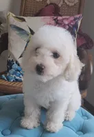 Teddy, a male Poodle - Toy  for sale in Moxahala, OH – 1 of 6