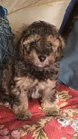 Pepper, a male Poodle - Toy  for sale in Moxahala, OH – 4 of 7