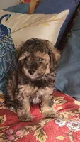 Pepper, a male Poodle - Toy  for sale in Moxahala, OH – 5 of 7