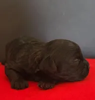 Cavapoo male 2, a male Cavapoo for sale in Moxahala, OH – Photo 4 of 8