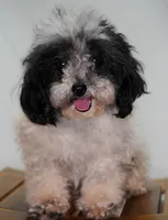 Cavapoo male 2, a male Cavapoo for sale in Moxahala, OH – Photo 8 of 8