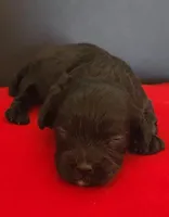 Cavapoo male 2, a male Cavapoo for sale in Moxahala, OH – Photo 2 of 8