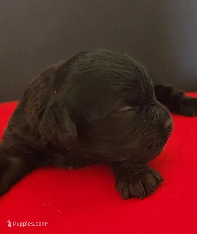 Cavapoo male 2, a male Cavapoo for sale in Moxahala, OH – Photo 1 of 8