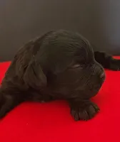 Cavapoo male 2, a male Cavapoo for sale in Moxahala, OH – Photo 1 of 8