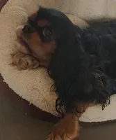 Cavapoo male 2, a male Cavapoo for sale in Moxahala, OH – Photo 7 of 8