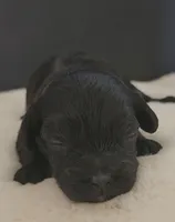 Cavapoo male 2, a male Cavapoo for sale in Moxahala, OH – Photo 5 of 8