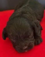 Cavapoo male 2, a male Cavapoo for sale in Moxahala, OH – Photo 6 of 8