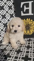 Pepper 1, a female Poodle - Toy  for sale in Moxahala, OH – 4 of 6