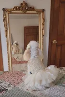 Teddy 2, a male Poodle - Toy  for sale in Moxahala, OH – 5 of 6