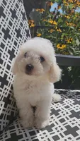 Teddy, a male Poodle - Toy  for sale in Moxahala, OH – 3 of 6