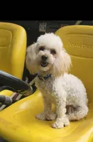 Teddy, a male Poodle - Toy  for sale in Moxahala, OH – 6 of 6