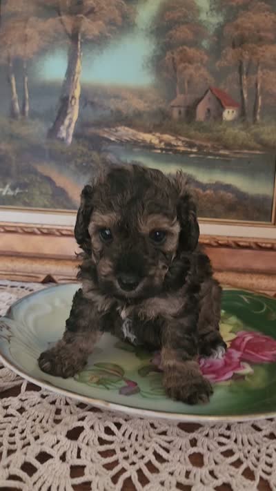 Rusty 1, a male Poodle - Toy  for sale in Moxahala, OH – 2 of 4