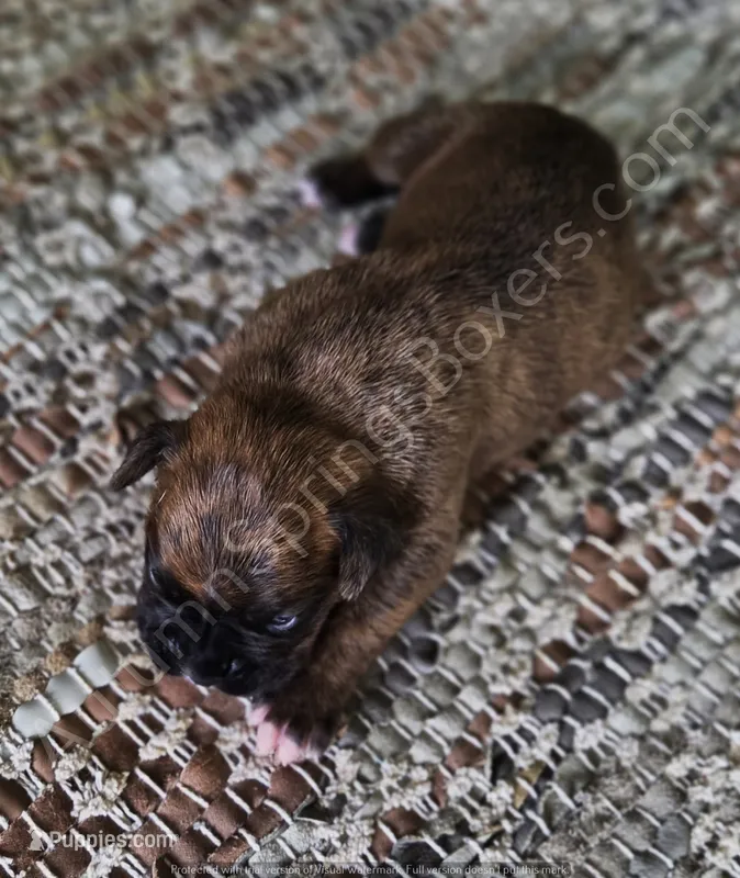 Werner – Boxer puppy for sale in Jacksonville, FL