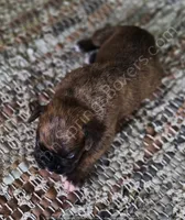 Werner, a male Boxer for sale in Jacksonville, FL – 1 of 3