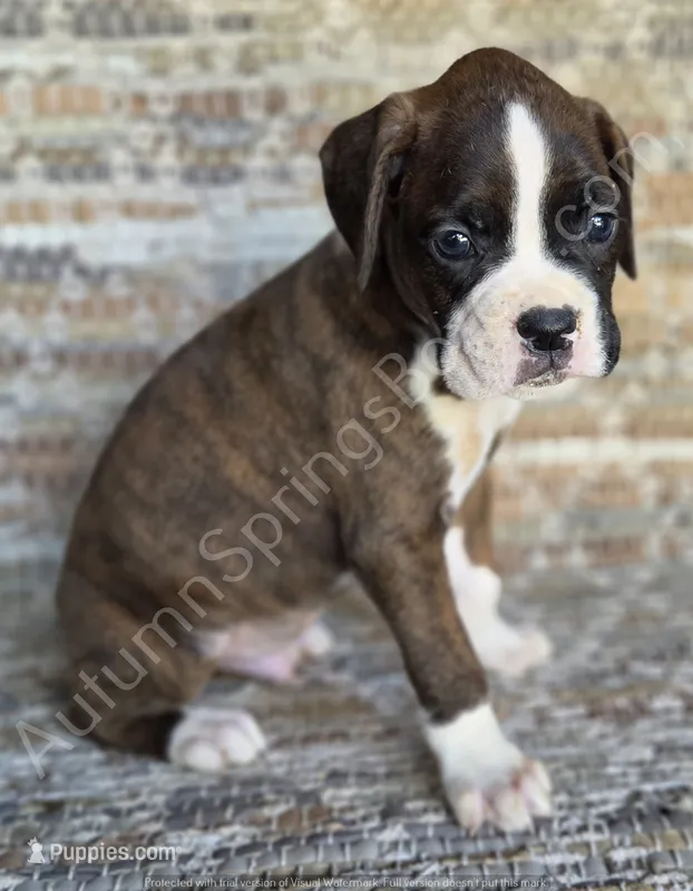 Hans - Sold – Boxer puppy for sale in Jacksonville, FL