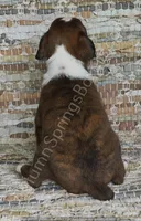 Angel - Sold, a female Boxer for sale in Jacksonville, FL – 4 of 6