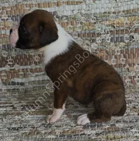 Angel - Sold, a female Boxer for sale in Jacksonville, FL – 2 of 6