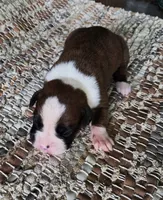 Hans - Pending, a male Boxer for sale in Jacksonville, FL – 4 of 6