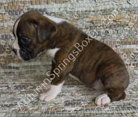 Hans - Sold, a male Boxer for sale in Jacksonville, FL – 2 of 6