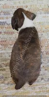 Olga - Sold, a female Boxer for sale in Jacksonville, FL – 4 of 6