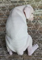 Inga-Tears, a female Boxer for sale in Jacksonville, FL – 5 of 7